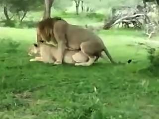 Löwin Verführen Löwe